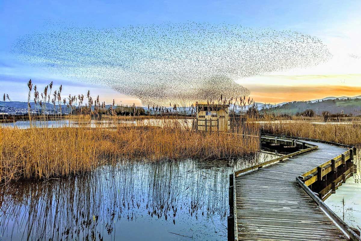 RSPB Conwy Nature Reserve — days out from The Rosedene
