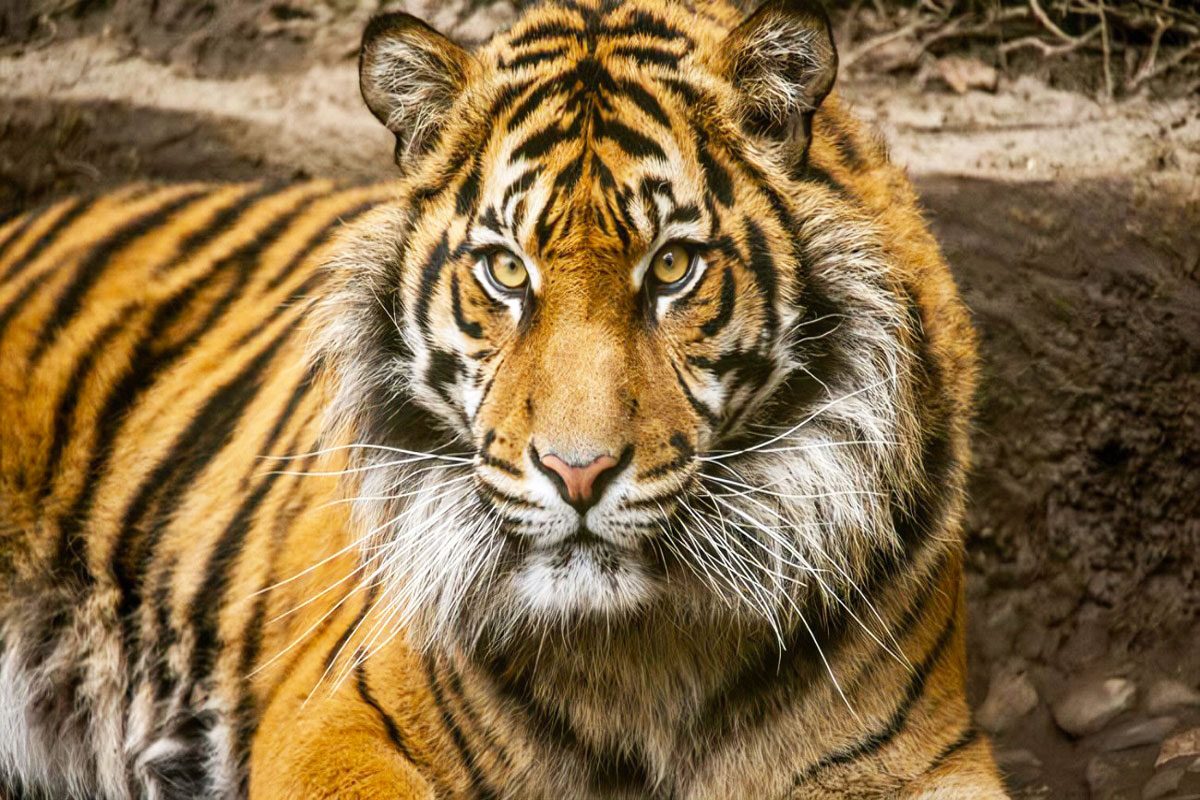 Welsh Mountain Zoo